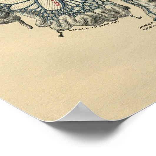 Humaan abdominale anatomie 1902  afdrukken poster (Hoek)