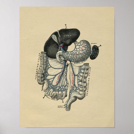 Humaan abdominale anatomie 1902  afdrukken poster (Voorkant)