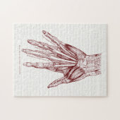 Humaan Anatomie Handspieren Rood Legpuzzel (Horizontaal)