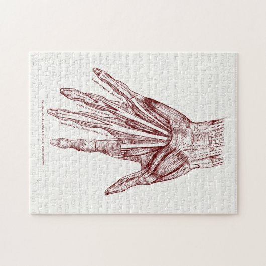 Humaan Anatomie Handspieren Rood Legpuzzel (Horizontaal)