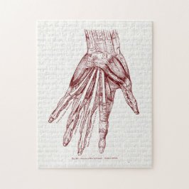 Humaan Anatomie Handspieren Rood Legpuzzel