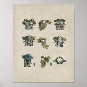 Humaan Cervicale Spine Anatomie  afdrukken Poster