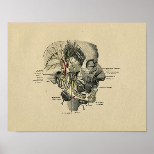 Humaan gezichtszenuwstelsel Anatomie 1902  afdrukk Poster (Voorkant)