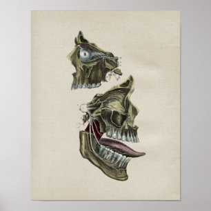 Humaan gezichtszenuwstelsel Anatomie  afdrukken Poster