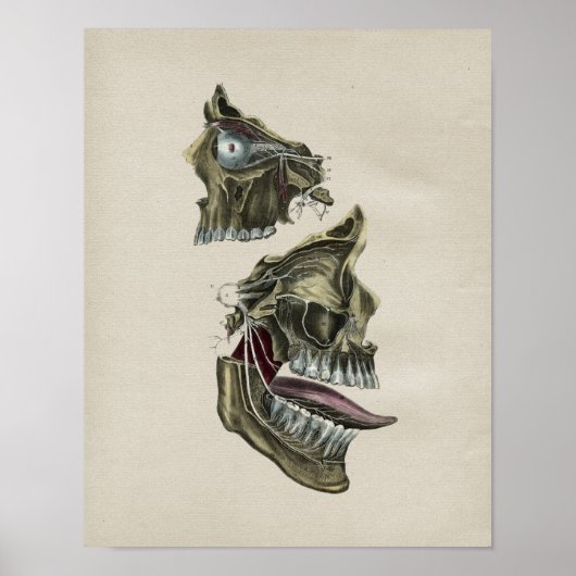 Humaan gezichtszenuwstelsel Anatomie  afdrukken Poster (Voorkant)