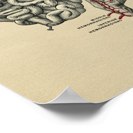 Humaan Intestinale anatomie 1902  afdrukken Poster (Hoek)