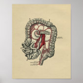 Humaan Intestinale anatomie 1902  afdrukken Poster (Voorkant)