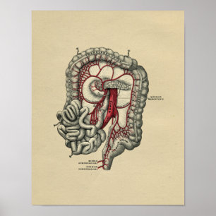 Humaan Intestinale anatomie 1902  afdrukken Poster