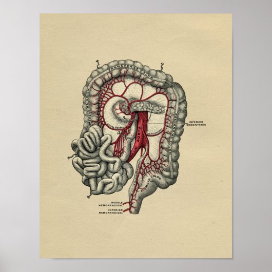 Humaan Intestinale anatomie 1902  afdrukken Poster (Voorkant)