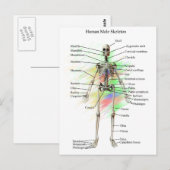 Humaan Mannelijk Skeleton Briefkaart (Voorkant / Achterkant)