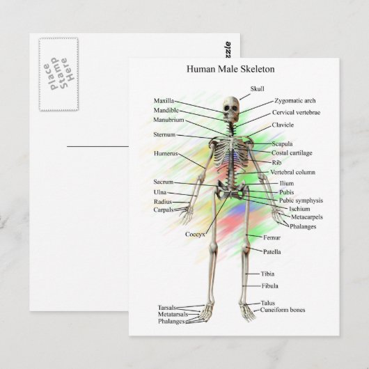 Humaan Mannelijk Skeleton Briefkaart (Voorkant / Achterkant)