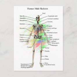Humaan Mannelijk Skeleton Briefkaart