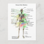 Humaan Mannelijk Skeleton Briefkaart (Voorkant)