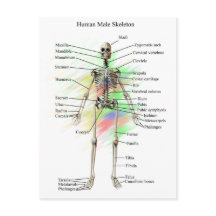 Humaan Mannelijk Skeleton