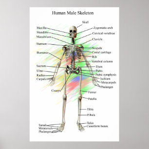 Humaan Mannelijk Skeleton poster