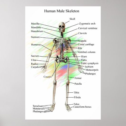 Humaan Mannelijk Skeleton poster (Voorkant)