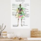 Humaan Mannelijk Skeleton poster (Keuken)