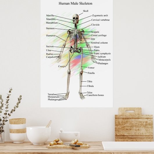 Humaan Mannelijk Skeleton poster (Keuken)