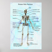 Humaan Mannelijk Skeleton poster (Voorkant)