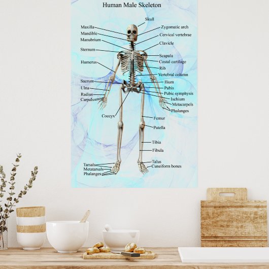 Humaan Mannelijk Skeleton poster (Keuken)