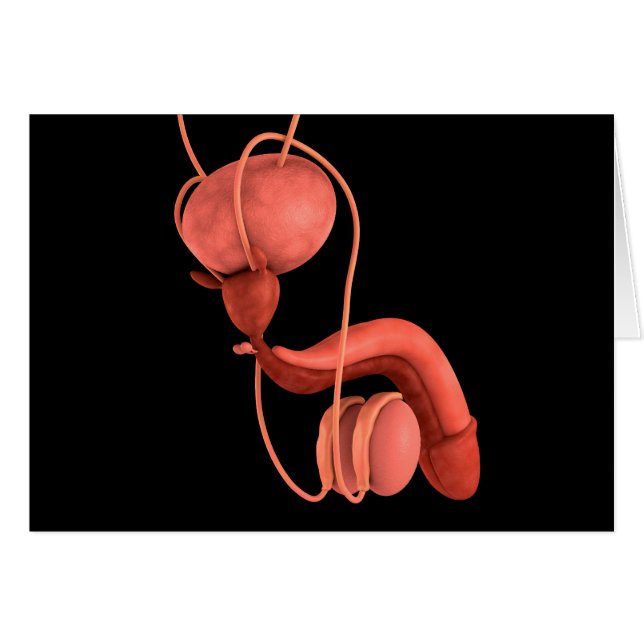 Humaan Mannelijk Voortplantingsstelsel 1 (Voorkant Horizontaal)