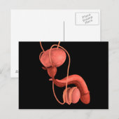 Humaan Mannelijk Voortplantingsstelsel 1 Briefkaart (Voorkant / Achterkant)