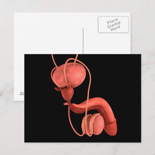 Humaan Mannelijk Voortplantingsstelsel 1 Briefkaart (Voorkant / Achterkant)