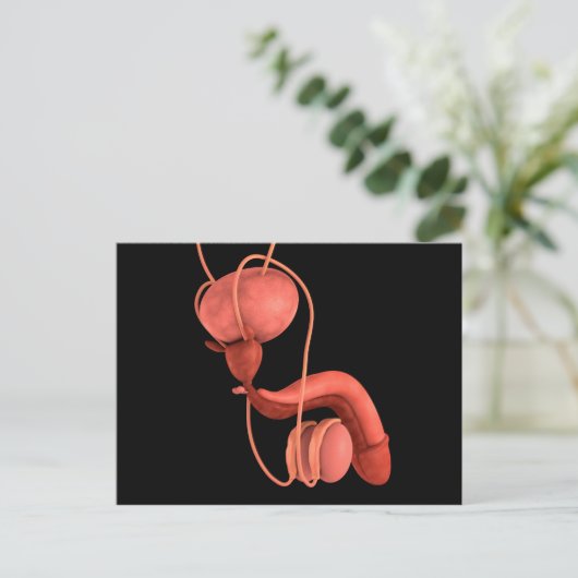 Humaan Mannelijk Voortplantingsstelsel 1 Briefkaart (Staand voorkant)