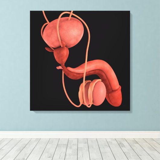 Humaan Mannelijk Voortplantingsstelsel 1 Canvas Afdruk (Insitu (Houten vloer))
