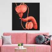 Humaan Mannelijk Voortplantingsstelsel 1 Canvas Afdruk (Insitu (Woonkamer))
