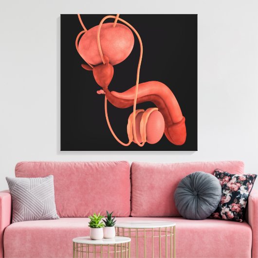 Humaan Mannelijk Voortplantingsstelsel 1 Canvas Afdruk (Insitu (Woonkamer))