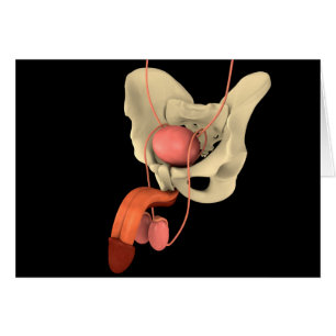 Humaan Mannelijk Voortplantingsstelsel 2