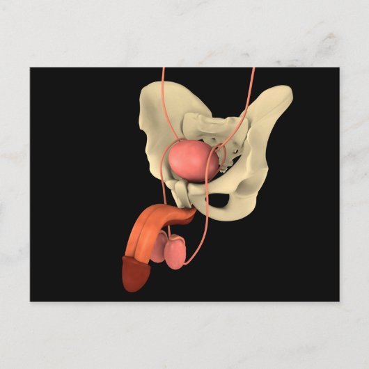 Humaan Mannelijk Voortplantingsstelsel 2 Briefkaart (Voorkant)