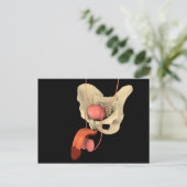 Humaan Mannelijk Voortplantingsstelsel 2 Briefkaart (Staand voorkant)