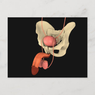 Humaan Mannelijk Voortplantingsstelsel 2 Briefkaart