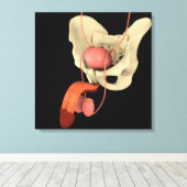 Humaan Mannelijk Voortplantingsstelsel 2 Canvas Afdruk (Insitu (Houten vloer))