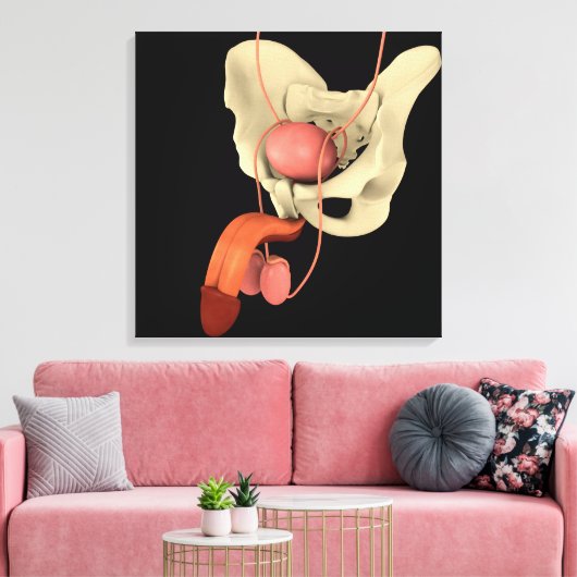 Humaan Mannelijk Voortplantingsstelsel 2 Canvas Afdruk (Insitu (Woonkamer))