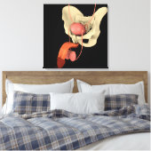 Humaan Mannelijk Voortplantingsstelsel 2 Canvas Afdruk (Insitu (Slaapkamer))