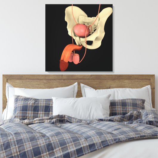 Humaan Mannelijk Voortplantingsstelsel 2 Canvas Afdruk (Insitu (Slaapkamer))