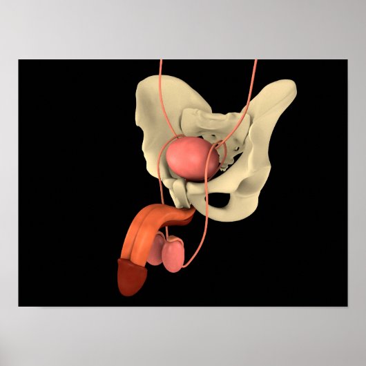 Humaan Mannelijk Voortplantingsstelsel 2 Poster (Voorkant)