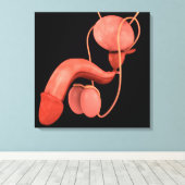 Humaan Mannelijk Voortplantingsstelsel 3 Canvas Afdruk (Insitu (Houten vloer))