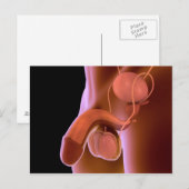 Humaan Mannelijk Voortplantingsstelsel 4 Briefkaart (Voorkant / Achterkant)