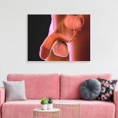 Humaan Mannelijk Voortplantingsstelsel 4 Canvas Afdruk (Insitu (Woonkamer))