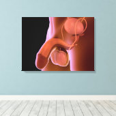 Humaan Mannelijk Voortplantingsstelsel 4 Canvas Afdruk (Insitu (Houten vloer))