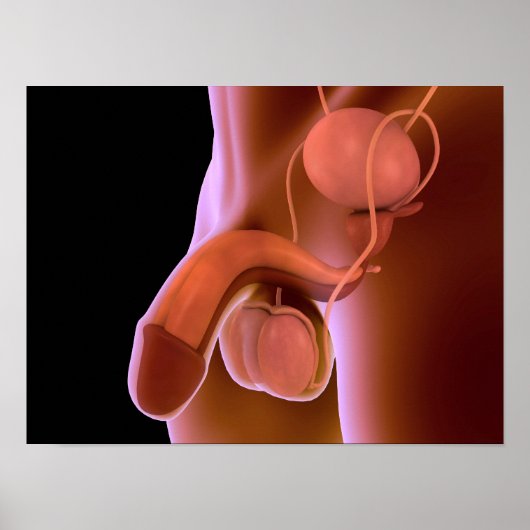 Humaan Mannelijk Voortplantingsstelsel 4 Poster (Voorkant)