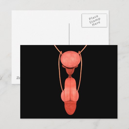 Humaan Mannelijk Voortplantingsstelsel 5 Briefkaart (Voorkant / Achterkant)