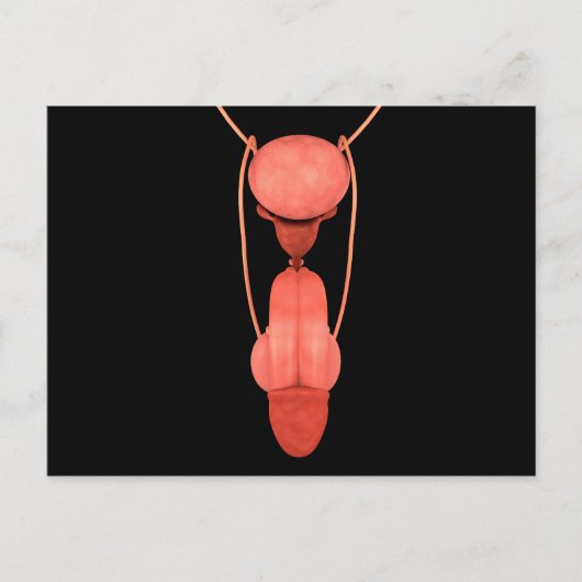 Humaan Mannelijk Voortplantingsstelsel 5 Briefkaart (Voorkant)