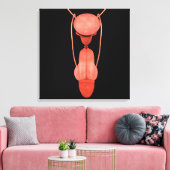 Humaan Mannelijk Voortplantingsstelsel 5 Canvas Afdruk (Insitu (Woonkamer))
