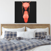 Humaan Mannelijk Voortplantingsstelsel 5 Canvas Afdruk (Insitu (Slaapkamer))