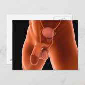 Humaan Mannelijk Voortplantingsstelsel 6 Briefkaart (Voorkant / Achterkant)